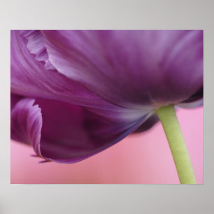 Póster Primer plano del envés de la flor de tulipán, Kuek