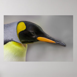 Póster Primer plano del retrato del emperador pingüino