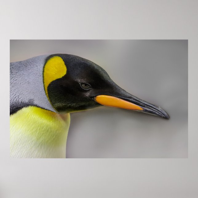 Póster Primer plano del retrato del emperador pingüino (Frente)