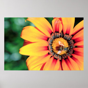 Póster Primer plano extremo de una abeja recolectando pol