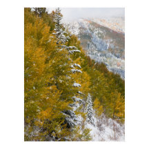 Primera Nieve