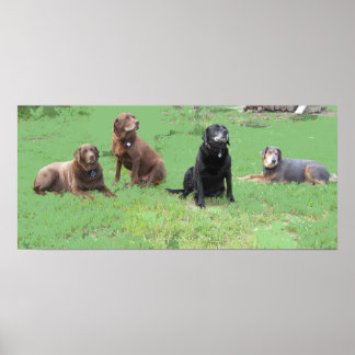 Póster Primeros cuatro