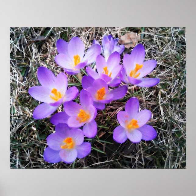 PÓSTER PRIMEROS RÓTULOS DE PRIMAVERA (Frente)