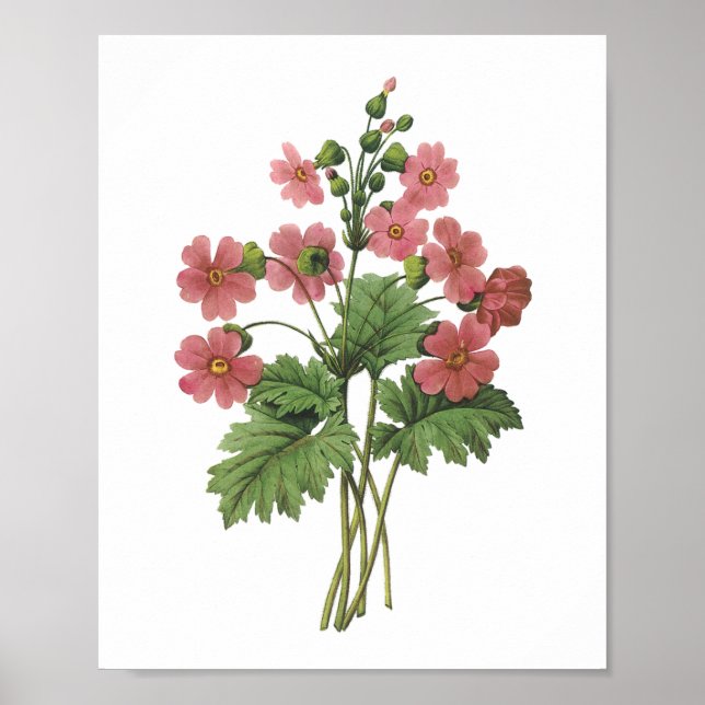 Póster primrose(Primula sinensis) de Redouté (Frente)