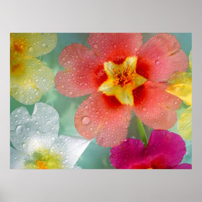 Póster Primrose radiante (Frente)