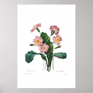Póster Primula
