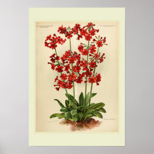 Póster Primula