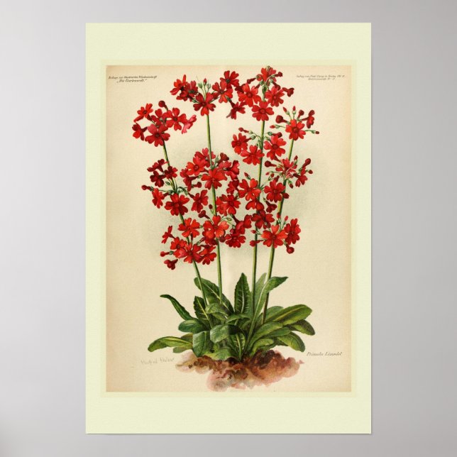 Póster Primula (Frente)