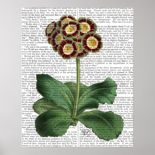 Póster Primula Auricula Red (Frente)