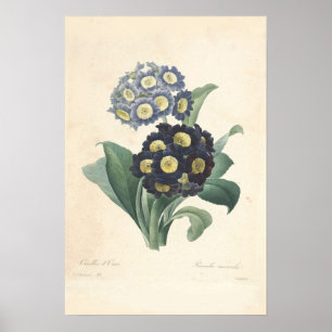 Póster Primula Canvas Print