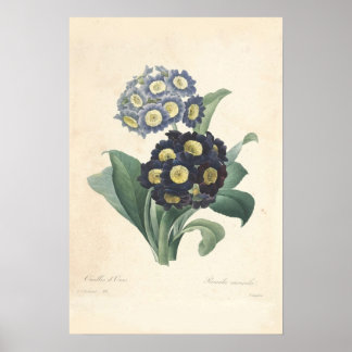 Póster Primula Canvas Print