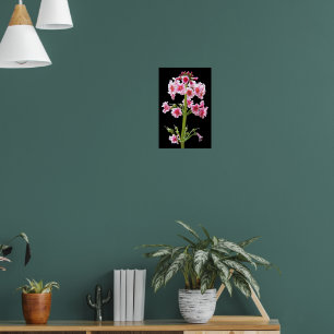 Póster Primula de Candelabro Rosa sobre Floral Negro