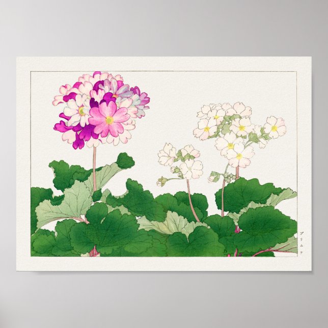 Póster Primula de Tanigami Konan (Frente)