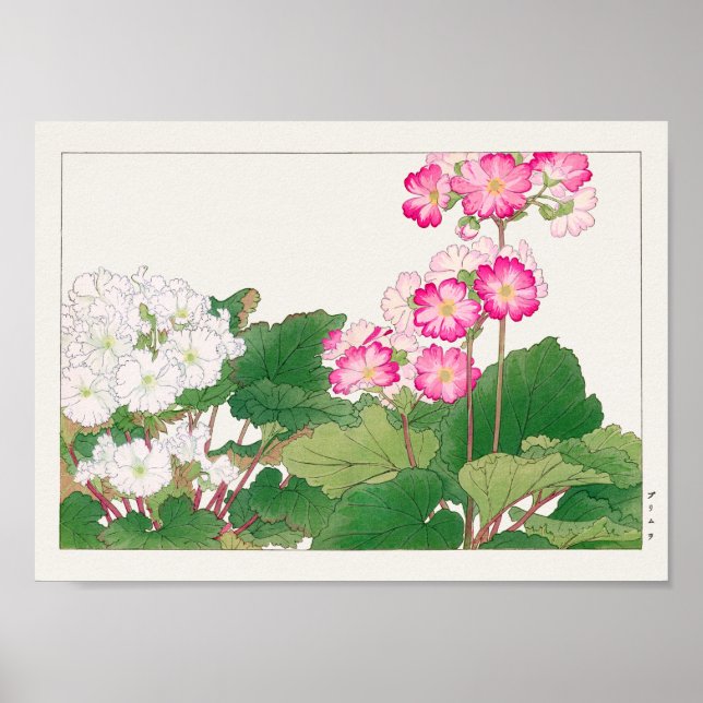 Póster Primula de Tanigami Konan (Frente)