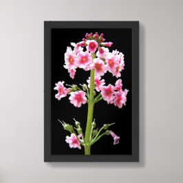 Póster Primula Floral de Candelabro Rosa