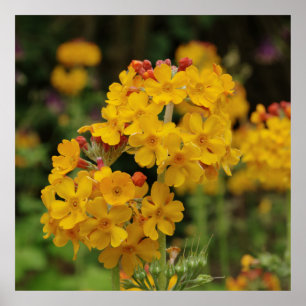 Póster Primula floreciente de los candelabros
