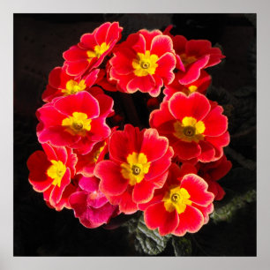 Póster Primula roja en primavera