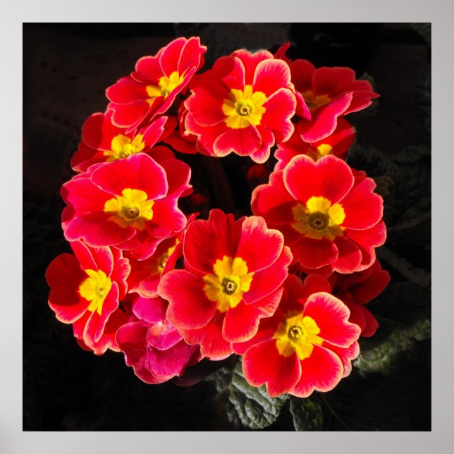 Póster Primula roja en primavera (Frente)