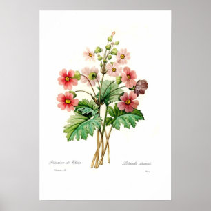 Póster Primula sinensis