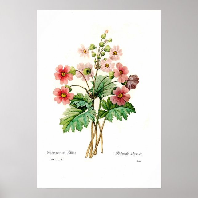Póster Primula sinensis (Frente)