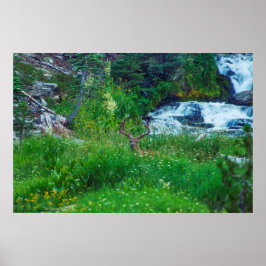 Póster Príncipe de la Selva