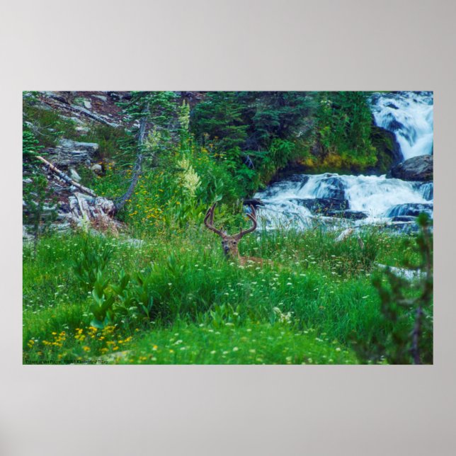 Póster Príncipe de la Selva (Frente)