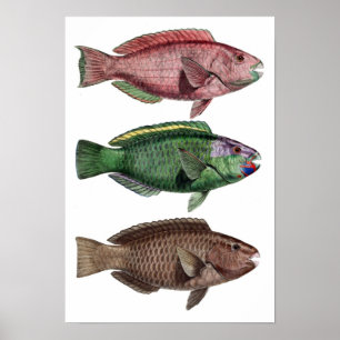 Póster Print “Chlorurus Troschelii "