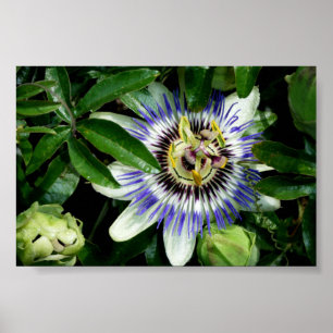 Póster ~Print~ de la flor de la pasión