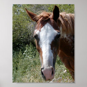 Póster ~Print~ del caballo por supuesto