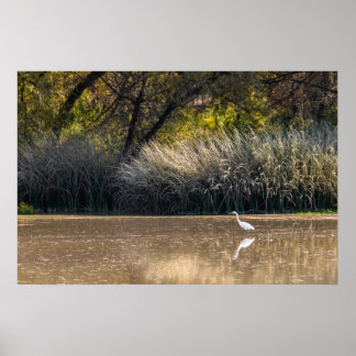 Póster Print: Egret Hunting In Pond 2