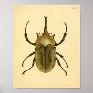 Póster Print “entomología IV "