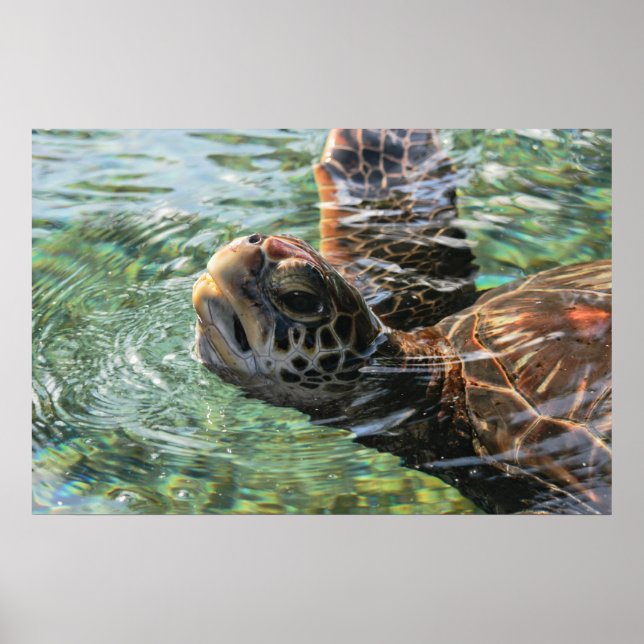 Póster Print: Green Sea Turtle (Frente)