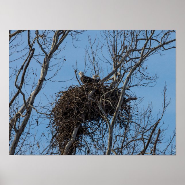 Póster Problema del águila doble (Frente)
