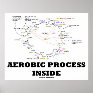 Póster Proceso Aerobic Interior (ciclo Krebs)