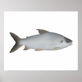 Póster Prochilod manchado