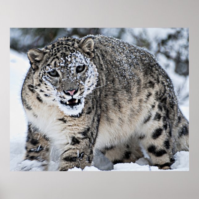 Póster Producción de leopardo de la nieve (Frente)