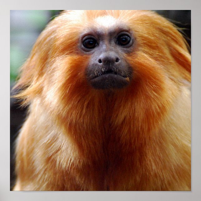 Póster Producto personalizar (Frente)