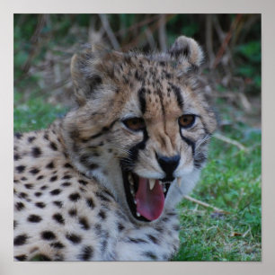 Póster Producto personalizar