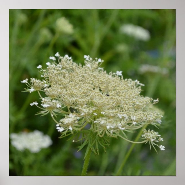Póster Producto personalizar (Frente)
