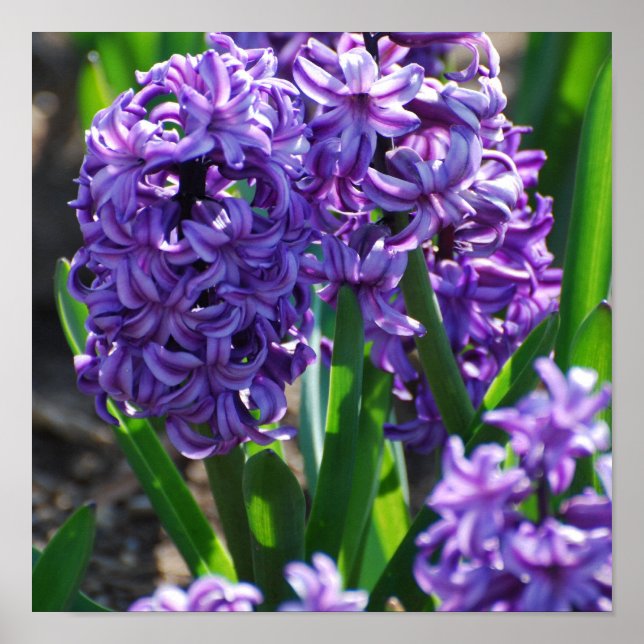 Póster Producto personalizar (Frente)