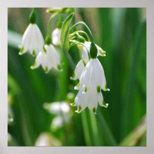 Póster Producto personalizar