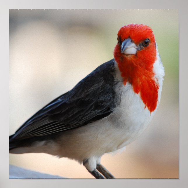 Póster Producto personalizar (Frente)