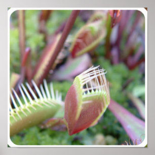 Póster Producto personalizar