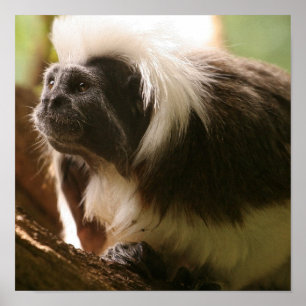 Póster Producto personalizar