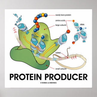 Póster Productor de proteína (biología molecular)