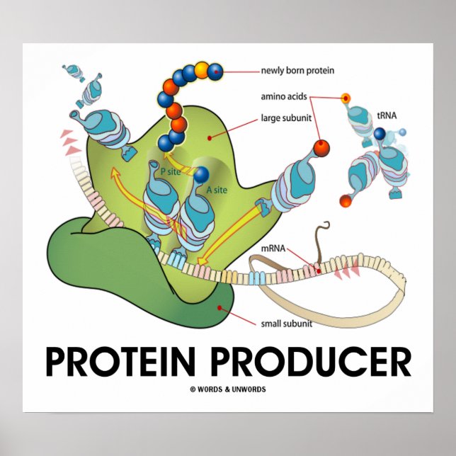 Póster Productor de proteína (biología molecular) (Frente)
