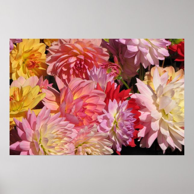 Póster Profusión de Dahlias (Frente)
