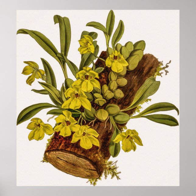 Póster Promenaea vintage Estapelioides Flor Orquídea (Frente)