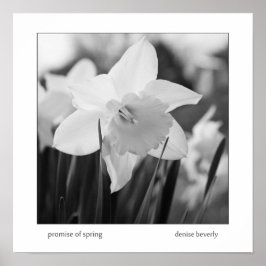Póster promesa de primavera daffodil jonquil negro y blan