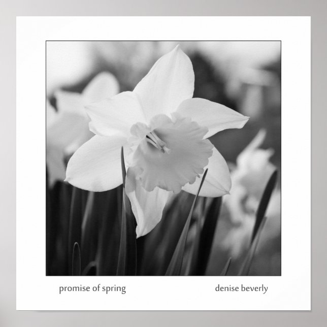 Póster promesa de primavera daffodil jonquil negro y blan (Frente)